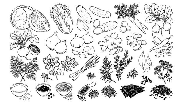 Fermentation ingredients set with vegetables herbs spices and seaweed for packaging recipe and branding