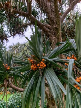 Pandanus tree with clusters of orange fruits and green leaves