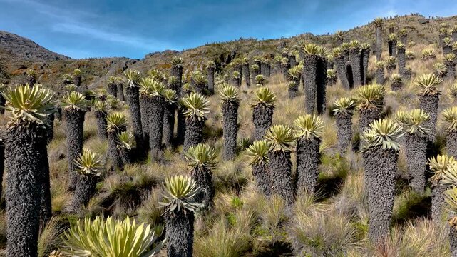 Frailejones Growing in High Altitude Paramo near Nevado del Ruiz, Colombia. Drone Aerial View.