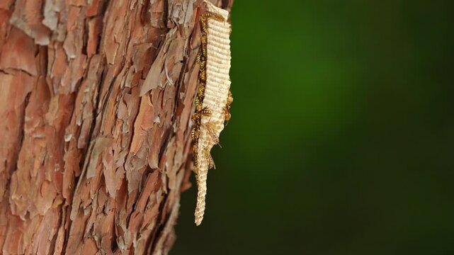 Paper Wasps on Elongated Nest Hanging from Tree Bark 4K