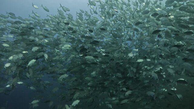 Bigeye trevally (Caranx sexfasciatus) forming a dramatic schooling tornado in open water near Tulamben, Bali. 4K UHD slow-motion underwater footage