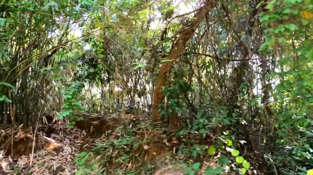 A journey through a densely forested region of South India