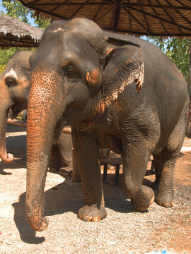 Asian Elephant Standing Under Thatched Roof Shelter in Thailand