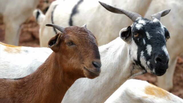 Brown and white goats with horns in a herd, close-up portrait of livestock animals with detailed fur texture