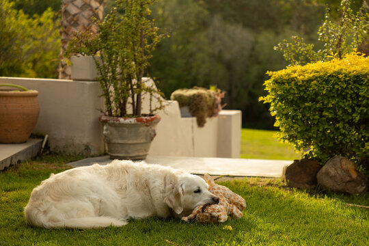 English cream golden retriever dog holding onto toy on green lawn at sunset