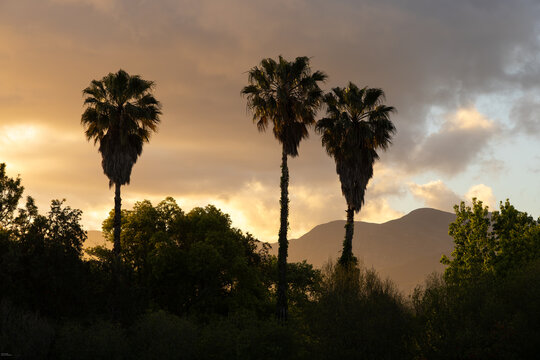 silhouette of palm trees against beautiful sunset clouds