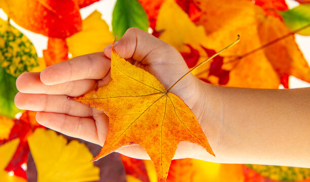 Leaf closeup with isolated maple leaves. Hand holding decorative maple leaf. Leaves in hand detail. Autumn fall leaves collection.
