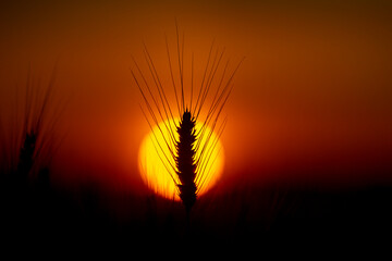 Fototapeta premium Field with wheat ears. Field in golden sunlight. Rural field at sunset. Agricultural field with crop.