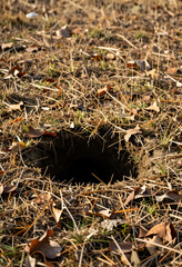 Fototapeta premium Wildlife habitat and animal burrow, dark hole in the ground in a dry grassy field nature conservation and ecosystem biodiversity in autumn