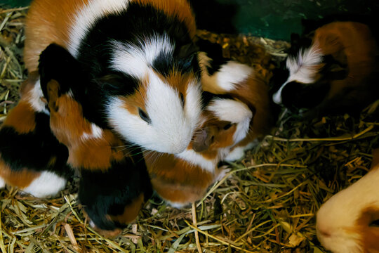 Top view of a mother guinea pig surrounded by a litter of adorable newborn pups cuddling on hay bedding.