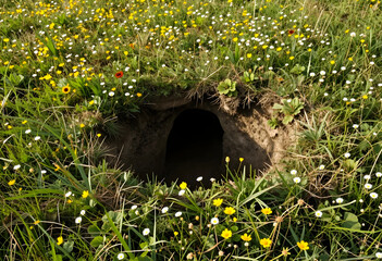 Fototapeta premium Wildlife habitat and biodiversity, animal burrow entrance in a meadow with wildflowers and green grass in a natural ecosystem for environmental research