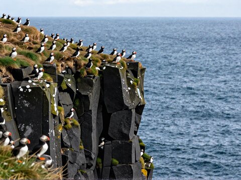 Puffin Colony Cliffs Snaefellsnes Iceland