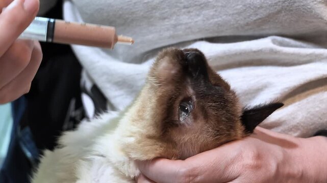 caring owner gently feeding liquid food with a syringe to a sick bedridden Siamese cat lying down at home, showing compassionate pet hospice healthcare.