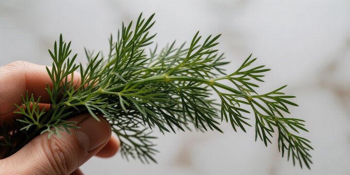Fresh green dill herb held in hand close up for culinary seasoning and organic cooking concept