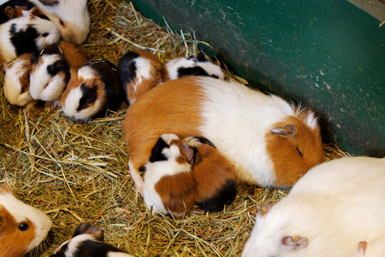 Mother guinea pig sleeping and nursing newborn pups nestled warmly against her belly on hay bedding.