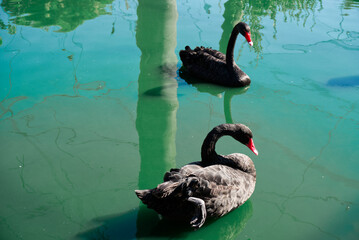 Two beautiful black swans swimming together in a green pond water on a sunny day. Elegant rare birds in their natural habitat, wildlife and travel concept. © Roman
