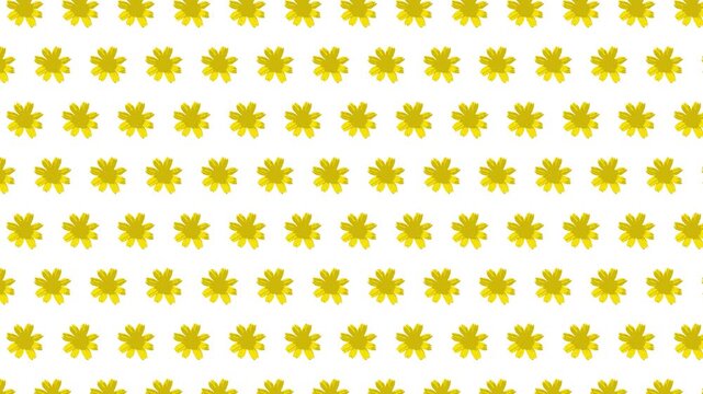 Seamless minimalist yellow flower pattern motion background, perfect for web design or video transition