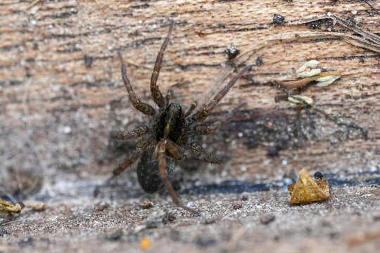 Wolf spider Pardosa species resting on textured wooden surface outdoors in natural habitat close up macro view detail shot