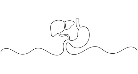 Obraz premium Liver and stomach anatomy continuous one line drawing minimalist digestive system organ editable stroke vector illustration