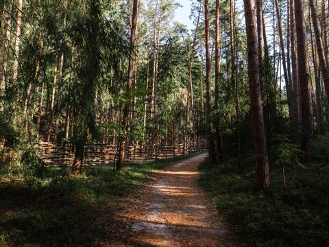 Remote hiking trail vanishing into dense spruce and pine forest
