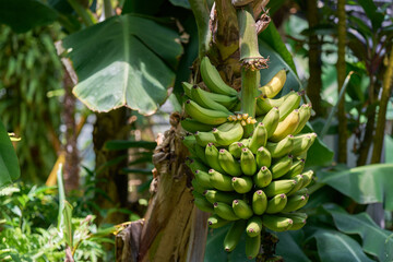Bunch of green bananas ripening on banana plant in tropical garden © HoyaEuny
