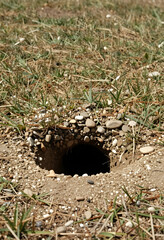 Fototapeta premium Wildlife habitat and animal burrow, small hole in the ground with pebbles and dry grass in a natural ecosystem for environmental conservation research