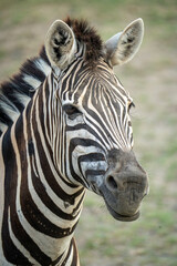 zebra head close up © Rio