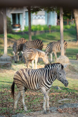 zebra eating grass © Rio