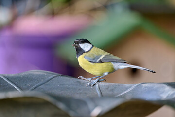 close up of a great tit in the garden © Duvekot Fotografie