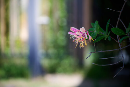 Pink and yellow honeysuckle flowers blooming on branch with soft copy space