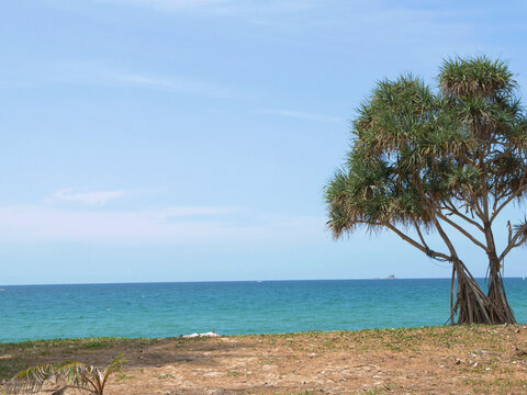 Pandanus Tree Overlooking Turquoise Ocean on Tropical Beach Coastline