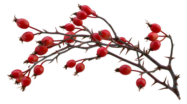 A professional studio shot of a wild rose hip bush thorny branches red berry seed pods, clean PNG isolated on a solid white background