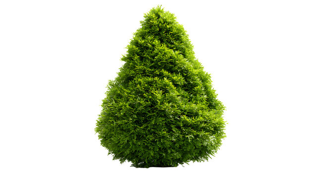 A professional studio shot of a arborvitae bush thujas conical shaped scale needle emerald foliage, clean PNG isolated on a solid white background