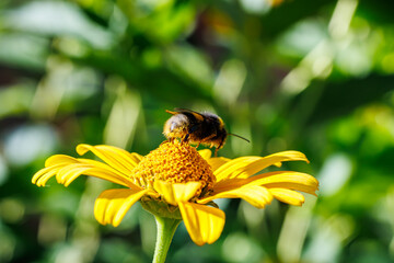Bumblebee collecting nectar on bright yellow flower close-up, macro photography of pollination and nature © glebantiy