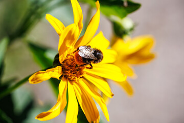 Bumblebee collecting nectar on bright yellow flower close-up, macro photography of pollination and nature © glebantiy