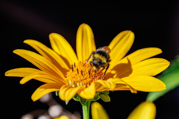 Bumblebee collecting nectar on bright yellow flower close-up, macro photography of pollination and nature © glebantiy
