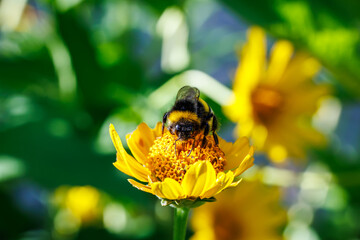 Bumblebee collecting nectar on bright yellow flower close-up, macro photography of pollination and nature © glebantiy