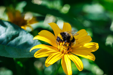 Bumblebee collecting nectar on bright yellow flower close-up, macro photography of pollination and nature © glebantiy