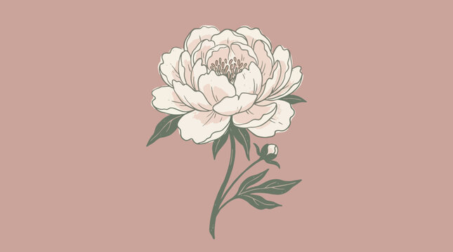Elegant White Peony Flower Illustration on Dusty Rose Background