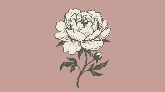 Hand Drawn Peony Flower Botanical Sketch on Dusty Pink Background