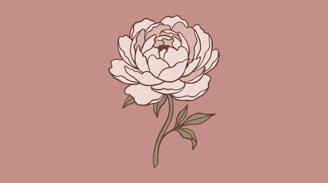 Elegant Hand Drawn Pink Peony Flower on Dusty Rose Background