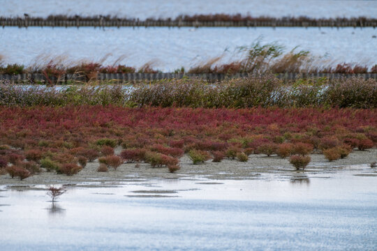 A coastal wetland featuring dense clumps of vibrant red and brownish halophyte vegetation along muddy shores, framed by calm blue waters and wooden dike barriers in the background.