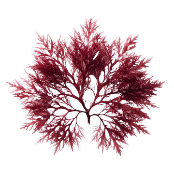 Red seaweed algae isolated on white, organic marine botanical specimen, vibrant red sea vegetable for culinary and health concepts