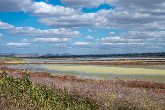 A sweeping landscape of coastal salt evaporation ponds and shallow wetlands lined with blooming sea lavender, reddish halophytes, and green algae beneath a partly cloudy blue sky.