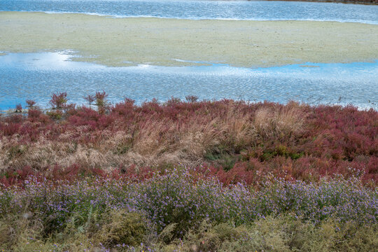 A vibrant coastal wetland shore displaying layers of delicate purple flowers, reddish-pink halophytes, and dry marsh grass along blue water covered with green algae