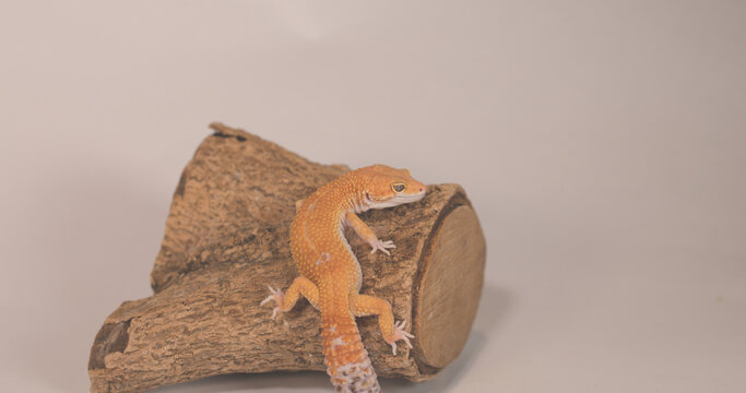 Orange Leopard Gecko Resting on Wooden Log in Studio