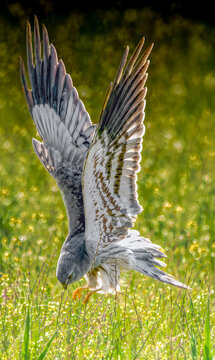 Aguilucho Cenizo cazando en Villaf&aacute;fila, Zamora