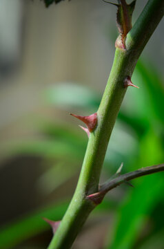 A macro close-up view of a green rose plant stem featuring sharp, prickly thorns and natural soft-focus background foliage.