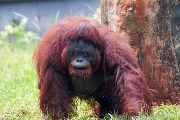 Large adult male Bornean orangutan with long reddish brown hair after drink water, walking on green grass near tree trunk in natural habitat, endangered species. © Damasus