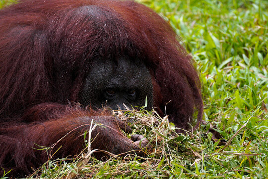 Adult Bornean orangutan Pongo pygmaeus lying down on green grass eating dry grass and leaves with sad thoughtful eyes, endangered primate in natural habitat, close up